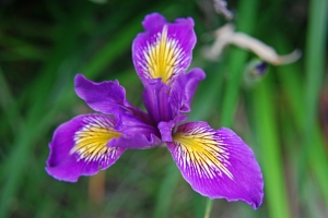 الاوركيد من أجمل وأغلى زهور العالم  ORCHID Flower          Dsc_0046-small