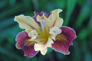 الاوركيد من أجمل وأغلى زهور العالم  ORCHID Flower          Dsc_0049b-small