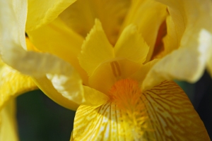 الاوركيد من أجمل وأغلى زهور العالم  ORCHID Flower          Dsc_0058bsmall
