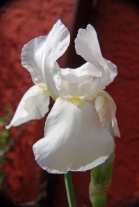 الاوركيد من أجمل وأغلى زهور العالم  ORCHID Flower          Dsc_0060-small