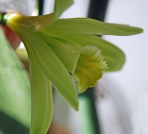 الاوركيد من أجمل وأغلى زهور العالم  ORCHID Flower          Dsc_0010b-small