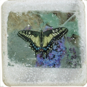 Swallowtail butterfly tile