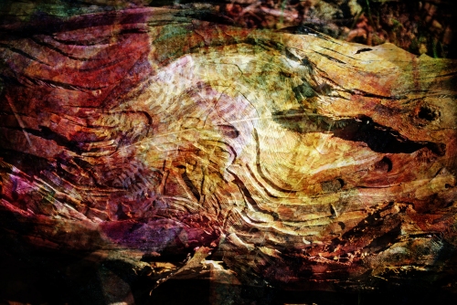 Fallen tree fern collage