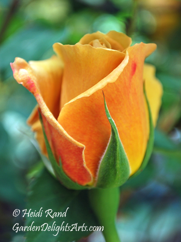 Butterscotch Rose bud