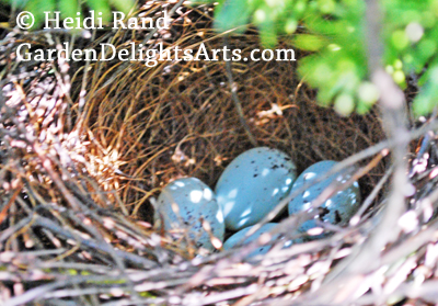 Towhee eggs in nest