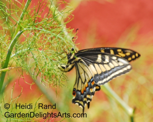 Anise swallowtail butterfly laying egg on fennel