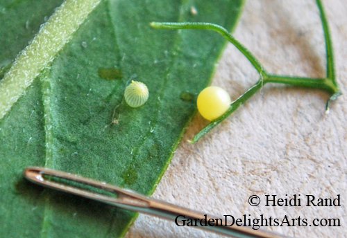 Monarch and anise swallowtail butterfly eggs