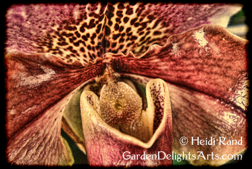 Paphiopedilum orchid design