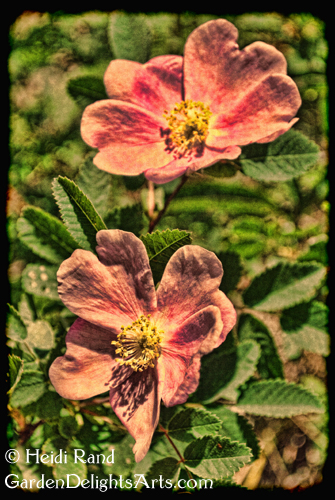 Rosa Californica (California wild rose)