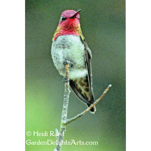 Anna's hummingbird fabric postcard 