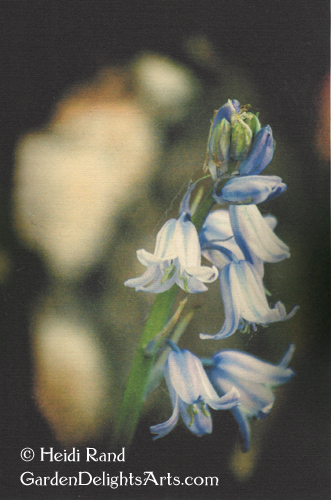Wood hyacinth fabric postcard
