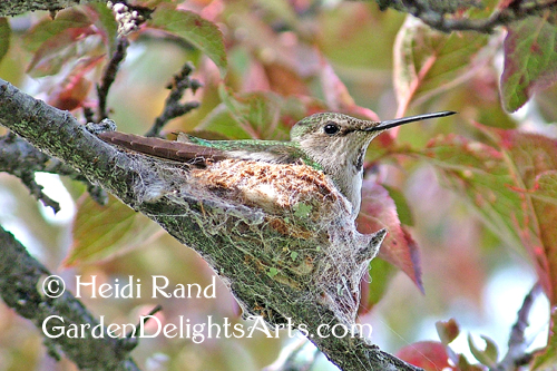 Hummingbird mother on nest