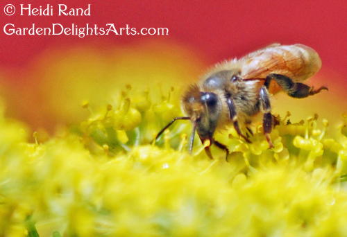 Honeybee on fennel flower
