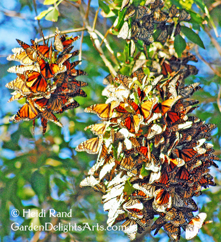 Monarch butterflies clustering at Aquatic Park