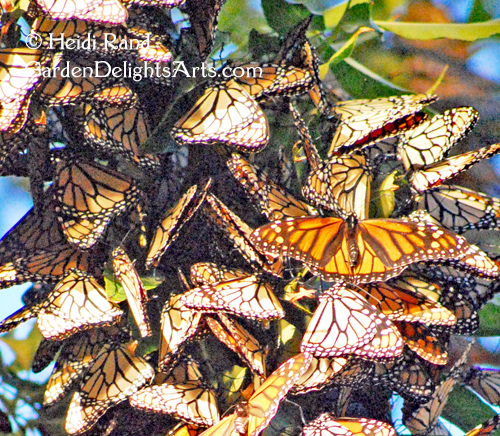 Monarch butterflies clustering at Aquatic Park